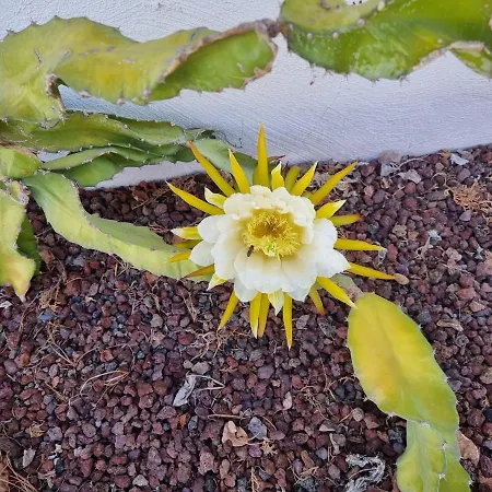 Finca-las Mariposas 2 Сasa de vacaciones *