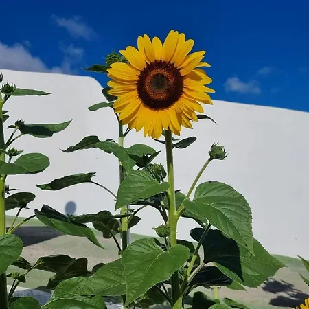 Finca-las Mariposas 2 펜션 *