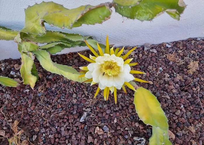 Finca-las Mariposas 2 Casa vacanze *