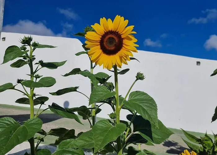 Finca-las Mariposas 2 Casa vacanze *